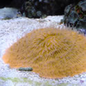 A random photo from one of Anthony's  Reeftanks