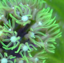 Check out our Nano Reef Gallery!