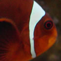 A random photo from Paul's 60 Gallon Reeftank
