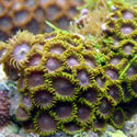 A random photo from Chris' 120+ Gallon Reeftank